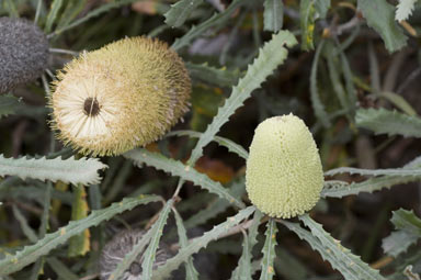 APII jpeg image of Banksia pilostylis  © contact APII