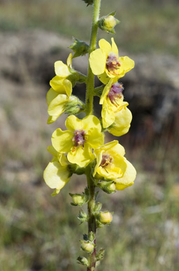 APII jpeg image of Verbascum virgatum  © contact APII