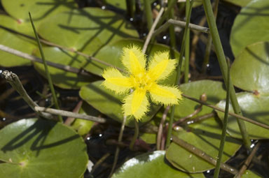 APII jpeg image of Nymphoides montana  © contact APII