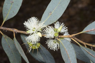 APII jpeg image of Eucalyptus ligulata subsp. stirlingica  © contact APII