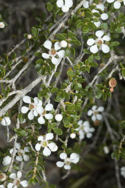 APII jpeg image of Cyathostemon tenuifolius  © contact APII