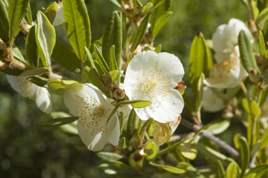 APII jpeg image of Eucryphia wilkiei  © contact APII