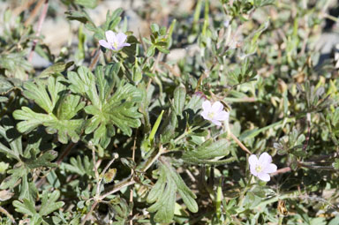 APII jpeg image of Geranium solanderi var. solanderi  © contact APII