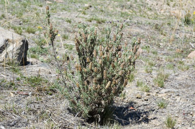 APII jpeg image of Lavandula stoechas subsp. stoechas  © contact APII