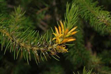 APII jpeg image of Persoonia acerosa  © contact APII