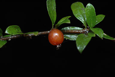 APII jpeg image of Coprosma quadrifida  © contact APII