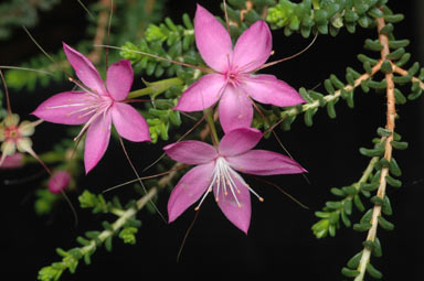 APII jpeg image of Calytrix duplistipulata  © contact APII