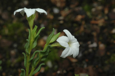 APII jpeg image of Cyphanthera myosotidea  © contact APII