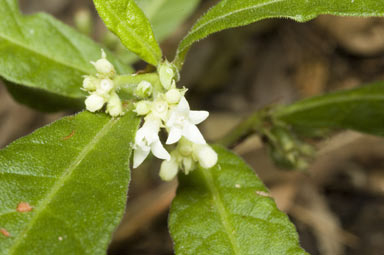 APII jpeg image of Psychotria sp.  © contact APII