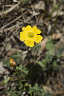 APII jpeg image of Oxalis perennans  © contact APII