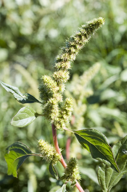 APII jpeg image of Amaranthus powellii  © contact APII