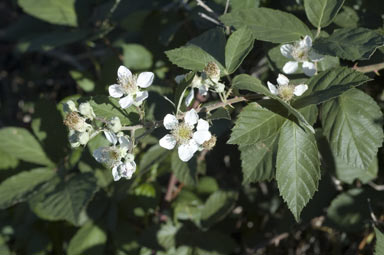 APII jpeg image of Rubus anglocandicans  © contact APII