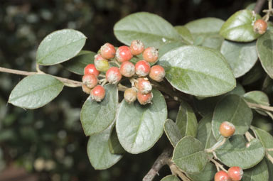 APII jpeg image of Cotoneaster franchetii  © contact APII