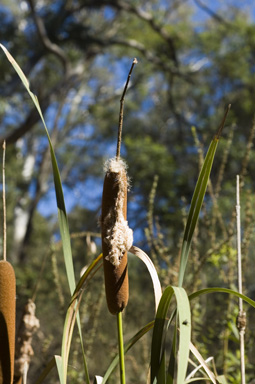 APII jpeg image of Typha orientalis  © contact APII