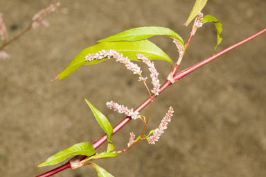 APII jpeg image of Persicaria lapathifolia  © contact APII