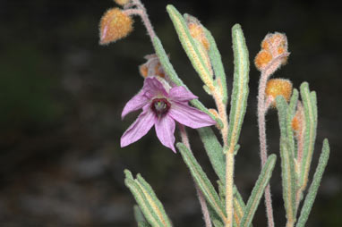 APII jpeg image of Lysiosepalum involucratum  © contact APII