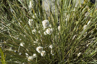 APII jpeg image of Lomandra leucocephala subsp. robusta  © contact APII