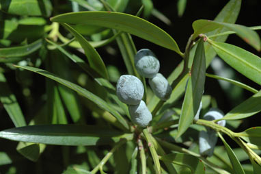 APII jpeg image of Podocarpus elatus  © contact APII