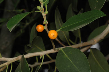 APII jpeg image of Ficus obliqua var. obliqua  © contact APII