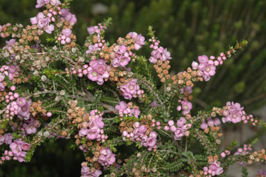 APII jpeg image of Thryptomene denticulata  © contact APII