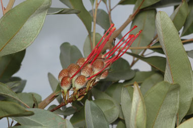 APII jpeg image of Grevillea decora subsp. decora  © contact APII