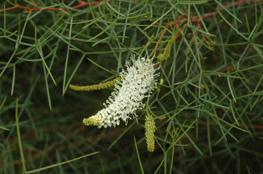 APII jpeg image of Grevillea leucoclada  © contact APII