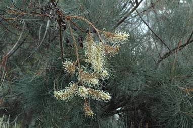 APII jpeg image of Grevillea leucopteris  © contact APII