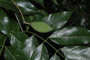 APII jpeg image of Pongamia pinnata  © contact APII