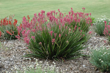 APII jpeg image of Anigozanthos 'Bush Pearl'  © contact APII