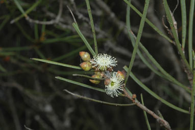 APII jpeg image of Eucalyptus angustissima  © contact APII