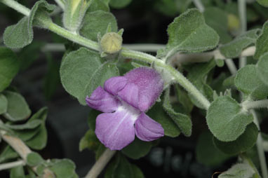 APII jpeg image of Eremophila strongylophylla  © contact APII