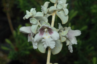 APII jpeg image of Prostanthera suborbicularis  © contact APII