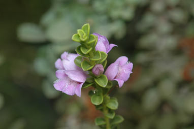 APII jpeg image of Eremophila crassifolia  © contact APII