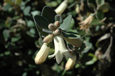 APII jpeg image of Correa 'Ivory Bells'  © contact APII