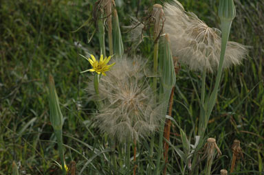 APII jpeg image of Tragopogon dubius  © contact APII