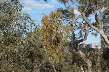 APII jpeg image of Amyema pendula subsp. pendula  © contact APII