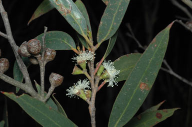 APII jpeg image of Eucalyptus stricta  © contact APII