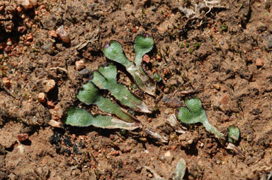 APII jpeg image of Asterella drummondii  © contact APII