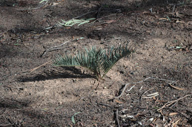 APII jpeg image of Macrozamia secunda  © contact APII