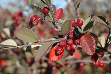 APII jpeg image of Cotoneaster pannosus  © contact APII