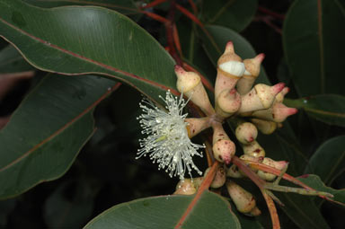 APII jpeg image of Eucalyptus robusta  © contact APII