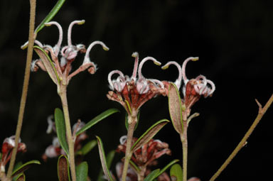 APII jpeg image of Grevillea sphacelata  © contact APII