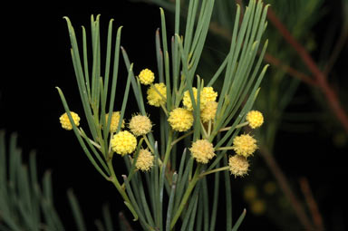 APII jpeg image of Acacia nematophylla  © contact APII