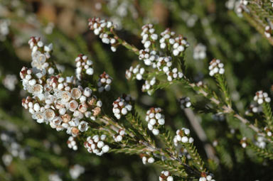 APII jpeg image of Thryptomene saxicola  © contact APII