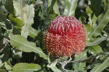 APII jpeg image of Banksia menziesii 'Dwarf'  © contact APII