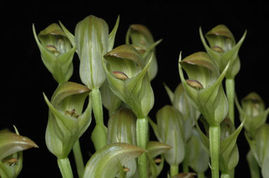 APII jpeg image of Pterostylis curta  © contact APII