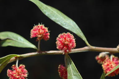 APII jpeg image of Acacia leprosa 'Scarlet Blaze'  © contact APII