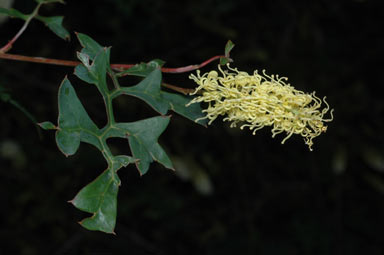 APII jpeg image of Grevillea flexuosa  © contact APII