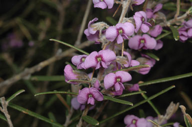 APII jpeg image of Hovea rosmarinifolia  © contact APII