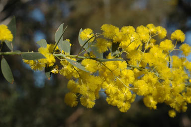 APII jpeg image of Acacia lunata  © contact APII